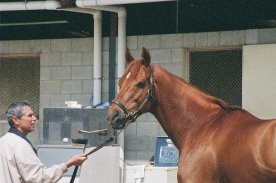 Just after Elaborate won the Triple Bend at Hollywood Park